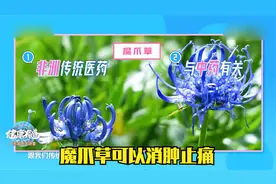 魔爪草可以消肿止痛，专家推荐葛根汤可以局部解痉，升阳视频封面