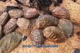 新西兰海边赶海，捡黑金鲍鱼像捡石头一样，看这资源等啥起锅烧油视频封面