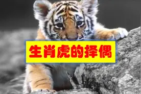 生肖虎的人如何择偶，这三个属相心里偷着乐，看看有你吗？视频封面