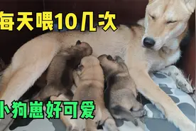 小灰狗妈妈每天要喂奶10多次，小狗崽吃奶的动作太可爱了视频封面