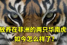 20年前，被放养在非洲草原上的两只华南虎，如今怎么样了？视频封面