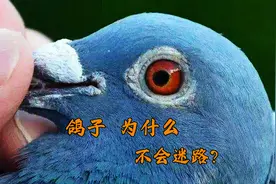 人都会迷路，为什么鸽子放飞2000公里后，还能找到回家的路？视频封面