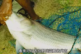 20斤的鲫鱼？老头抛竿作钓野河，收获一条半个人那么大的怪鱼视频封面