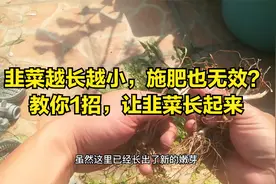 韭菜越长越小，施肥也无效？教你1招，让韭菜长起来视频封面