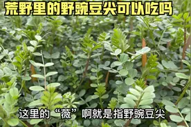 豌豆尖非常美味，野外长的像豌豆的野豌豆尖可以吃吗？视频封面