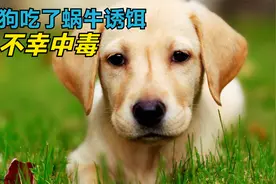 狗狗被人类投毒吃了蜗牛诱饵，不幸引发中毒，可怜的狗狗视频封面