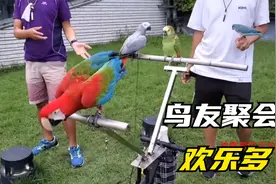 香港鸟友闹市聚会，各种鹦鹉互动放飞，鹦鹉城市盘飞胆子真大！视频封面
