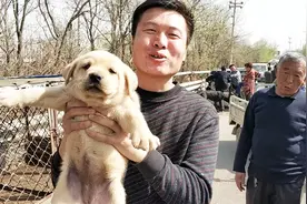 逛狗市看到一只拉布拉多，大叔要价300元，小狗一个眼神决定买它视频封面