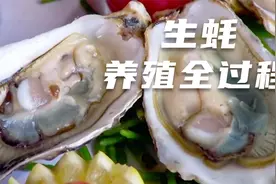 一分钟带你了解生蚝养殖的全过程视频封面