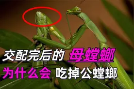 交配完后的母螳螂，竟要吃掉“丈夫”，然而公螳螂不反抗也不逃走视频封面