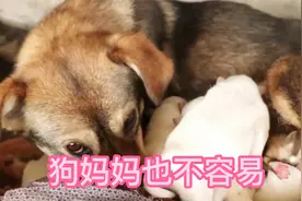 这只狗妈妈在桥梁下生了78只小奶狗，太不容易了。视频封面