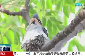 最小鸟巢 凤头雨燕的奇特育雏方式