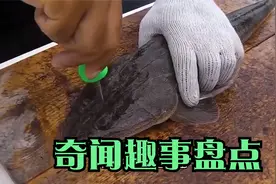 日本大厨处理鳗鱼，鳗鱼刚想反咬一口就被“爆头”，切成刺身！视频封面