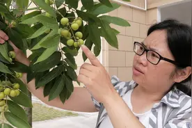 朋友花 高价买回来种在院子里的宝贝树，朋友说赚大了。真的值吗视频封面