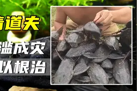 清道夫入侵泛滥，咱们无法下嘴，印度人竟吃的津津有味？视频封面