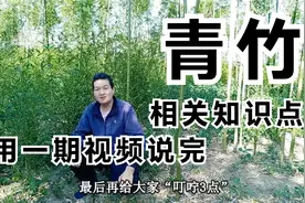 关于“青竹”：移栽、种植、施肥、购买时间等，一期视频讲完！视频封面