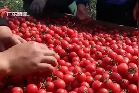 一年赚3个亿！湛江遂溪靠圣女果家门口就业致富视频封面