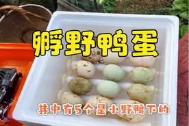 野鸭开始下蛋了，老汪要把蛋孵出来，看看野鸭和家鸭的后代长啥样视频封面