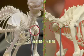 猫咪和狗狗打架总能胜利，听说是因为一块骨头视频封面