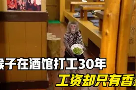 猴子在酒馆打工30年，工资只要香蕉不要钱，老板也太会玩了！视频封面
