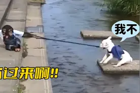 黑猩猩带着小狗送盒饭，一路过五关斩六将，却差点被队友坑进河里视频封面