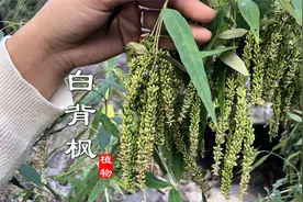 “白背枫”农村常见，它的根、叶、花皆有妙用！是好东西值得认识