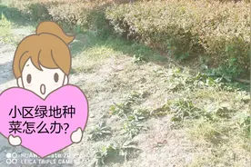 物业那些事，小区业主圈地种菜怎么办？老康2分钟告诉你视频封面