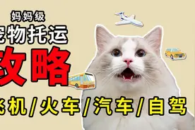 猫狗宠物托运办理妈妈级攻略-全程细节！视频封面
