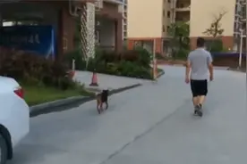广州一小区宠物狗散养扰民，业主：两小孩出电梯时差点被扑倒视频封面