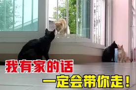 讲义气的流浪猫，自己有家后不忘同伴，带着它一起蹭吃蹭喝视频封面