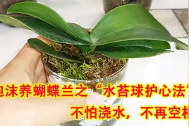 泡沫养蝴蝶兰之“水苔球护心法”，不怕浇水，不再烂根空根！视频封面