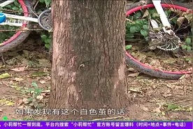 河南郑州：虫虫从天而降，爬满整个小区，居民紧急求助视频封面