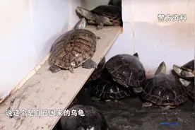武汉男子花2800块网购2只乌龟 结果被判拘役五个月 罚款2000视频封面