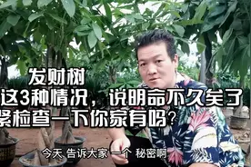 发财树出现这3种情况，说明命不久矣了，赶紧检查一下你家有吗？视频封面