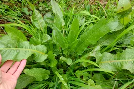 田沟里生长的牛耳大黄，全草或根药用价值好，种子当枕头填充物？视频封面