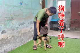 你们的狗睡着了会哼唧吗？狗睡着了哼唧要叫醒吗？看训犬师的解答视频封面