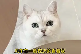 我就敷个面膜，我的猫就炸毛不认识我啦！果然干饭能解决一切问题视频封面