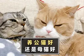 养公猫好还是母猫好？全方位对比，看完你就有结论了！视频封面