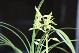 养兰株，松树皮搭配2种料，透气排水两不误，花芽开得快视频封面