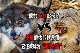 狼的天敌出现了，单挑的话能秒杀狼，它还被称为“杀狼机器”？视频封面