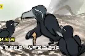 乌鸦反哺是谎言，杜鹃是渣鸟，究竟为何？视频封面