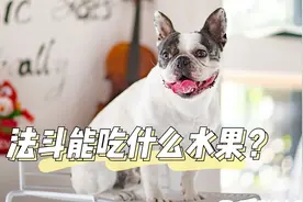 法斗能吃什么水果？这些都是它能吃的视频封面