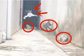 一只猫出门遇到3只仇家猫，神走位突破袭击，就差没起飞了视频封面