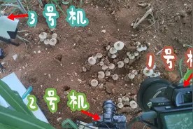 摄影师架3台相机，野外通宵拍摄鸡枞菌生长全过程，真是大开眼界视频封面