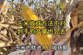 玉米收获方法也有讲究，收获方法不对，到手的产量也会丢掉视频封面