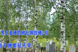 世界上最硬的树，被称为“木王”，比钢铁硬2倍，用子弹都打不穿视频封面