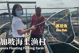 参观新加坡渔场: 林厝港海上渔场抓活鱼视频封面