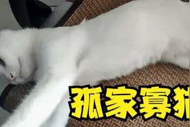 小猫都被送走后，猫妈妈的反应！视频封面