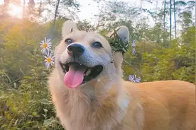 给狗狗带上花看什么反应？居然能听懂夸它漂亮，于是笑得超开心！