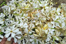 一年只开一次花，遇见请把它采摘回去，做汤、凉拌、炒都美味视频封面